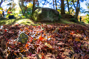 一面の落ち葉　秋のイメージ