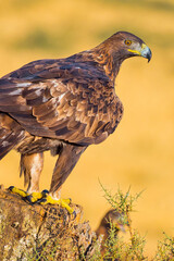Golden Eagle, Aquila chrysaetos, Mediterranean Forest, Castile and Leon, Spain, Europe