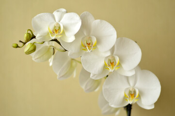 Naklejka na ściany i meble white phalaenopsis orchid growing in the flower pot