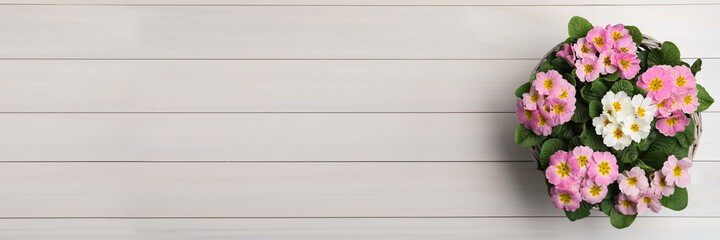 Beautiful spring primula (primrose) flowers on white wooden table, top view with space for text. Banner design