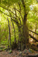 Trunks of trees in a linden forest on the island of La Palma, Canary Islands, Spain, next to the Nacientes de Marcos y Cordero, and National Park of Caldera de Taburiente.