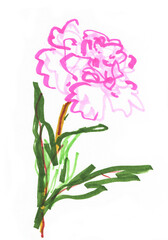 A sketch of one pink peony is drawn by hand with colored markers in a light style