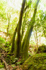 Obraz premium Trunks of trees covered with green moss in a linden forest on the island of La Palma, Canary Islands, Spain, next to the Nacientes de Marcos y Cordero, and National Park of Caldera de Taburiente.