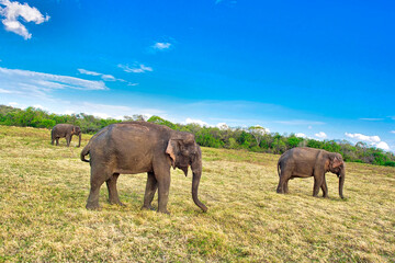 Fototapeta premium Sri Lankan Elephant, Elephas maximus maximus, Kaudulla National Park, Sri Lanka, Asia