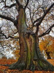 old oak tree in autumn with orange leaves on the floor which provides a nice dynamic contrast in the image. 