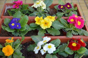 Obraz na płótnie Canvas colorful blooming primulas growing in pots