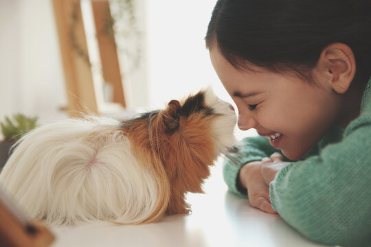 Happy little girl with guinea pig at home. Childhood pet