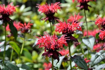 Bright red flowers monarda blooming in the garden close-up.