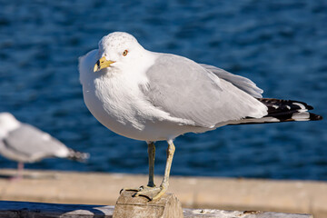 Herring Gull at Point Pleasant Beach