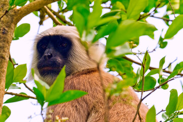 Tarai Gray Langur, Semnopithecus hector, Cercopithecidae, Royal Bardia National Park, Bardiya National Park, Nepal, Asia