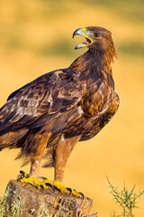 Golden Eagle, Aquila chrysaetos, Mediterranean Forest, Castile and Leon, Spain, Europe