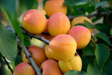 Apricot tree branch with juicy fruit in the garden close up