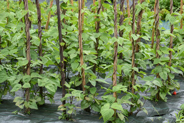 Fototapeta premium orto piante fagioli 