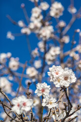 Almond tree blossom, Spain