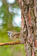 Crested Tit, Parus cristatus, Mediterranean Forest, Castile and Leon, Spain, Europe