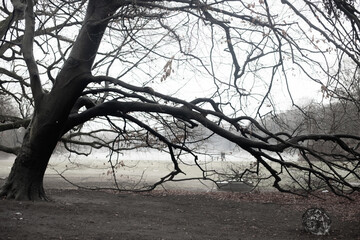 Hidden camera view from the trees at the autumn park without people in the fog