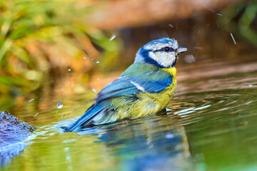 Blue Tit, Parus caeruleus, Forest Pond, Mediterranean Forest, Castile and Leon, Spain, Europe