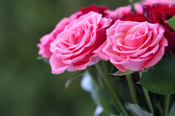 バラの花　屋外撮影