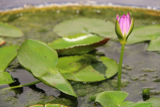 blooming water lily or lotus at a flower market in bangkok (thailand)