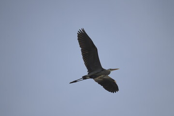 Heron flying in Ann Arbor