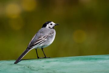 Selective focus photo. White wagtail bird. Motacilla alba.