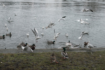 Beautiful natural landscape in winter with cute ducks