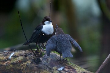 White throated dipper on a creek in Jonsered,Sweden