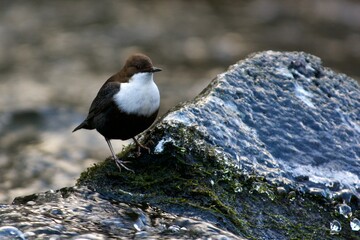 White throated dipper on a creek in Jonsered,Sweden