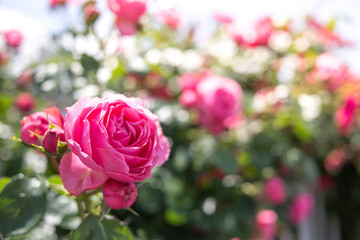 バラの花　屋外撮影