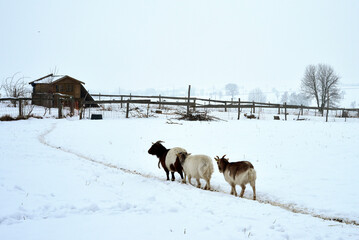 Goats on their way to the stable in winter through snow