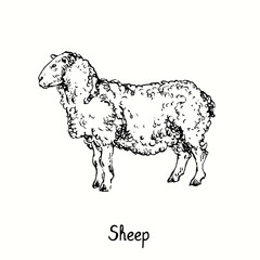 Sheep standing side view. Ink black and white doodle drawing in woodcut outline style. Vector illustration