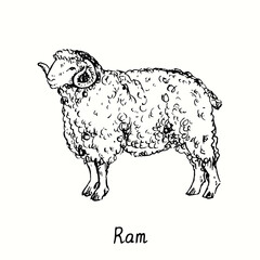 Ram standing side view. Ink black and white doodle drawing in woodcut outline style. Vector illustration