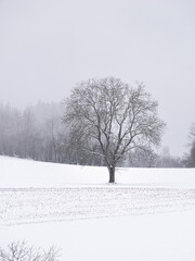 Fototapeta premium hiver