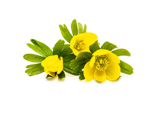 Winterling Blume isoliert auf weißen Hintergrund