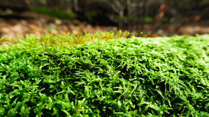 Natural background. Green moss texture close-up with shallow depth of field. Sunlight.