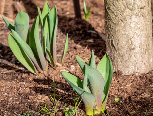frische Pflanzen sprießen im Frühling im Garten