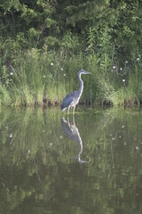 Heron fishing near Ann Arbor, North America