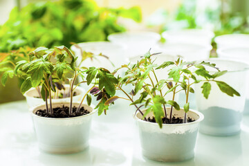 Tomato seedlings