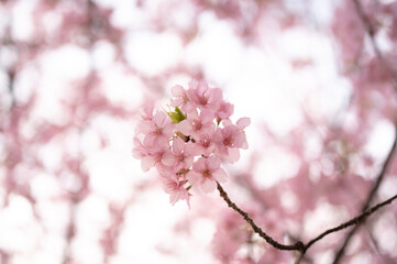 満開の桜、サクラ、さくら、河津桜