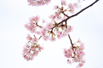 満開の桜、サクラ、さくら、河津桜