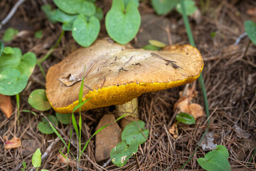 large mushroom in the middle of the forest