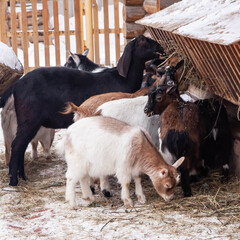 goats on the farm eat hay in winter