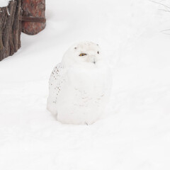a white owl sits on the white snow