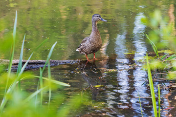 Obraz premium mallard standing on a tree on a forest lake