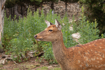 Ciervo en el bosque de Andorra