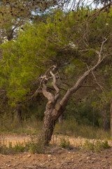 Fototapeta premium Árbol en La Mola