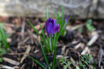 Close-up of purple Crocus flower in spring.