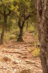 Bonito camino de montaña en La Mola