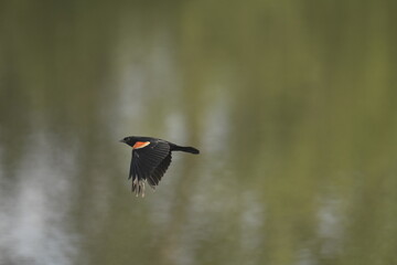 Red winged blackbird flying