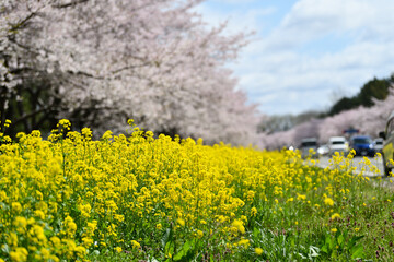 菜の花ロード　大潟村